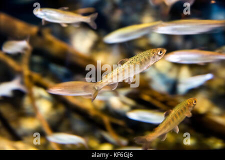 USA, Alaska, Seward, a school of coho fry baby salmon inside of the Alaska SeaLife Center Stock Photo