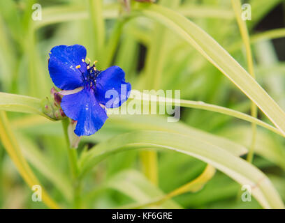 close up on blue flower of tradescanita Stock Photo