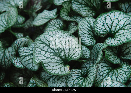 Close up on brunnera macrophylla, top view Stock Photo