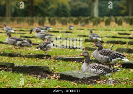 Hamburg, Germany. 25th Oct, 2017. Gray geese resting between gravestones in cloudy weather at Ohlsdorf cemetery in Hamburg, Germany, 25 October 2017. Credit: Ulrich Perrey/Ulrich Perrey/dpa/Alamy Live News Stock Photo