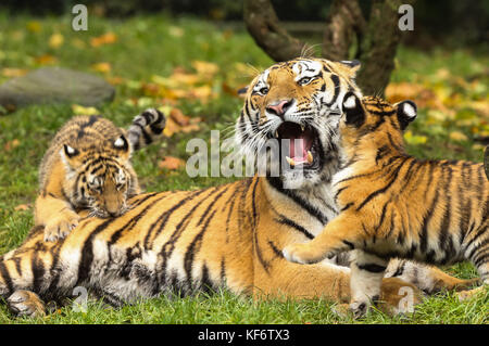 Tiger cubs with their father Yasha in an enclosure in the Hagenbeck Animal  Park in Hamburg, Germany, Stock Photo, Picture And Rights Managed Image.  Pic. PAH-171026-99-612281-DPAI