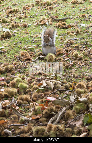 Sheffield, UK. 25th October, 2017. Squirrel eating his nuts - Grey Squirrel sat eating a Horse Chestnut in the Botanical Gardens Sheffield. Credit: Catherine Hoggins/Ģ����ý Live News Stock Photo