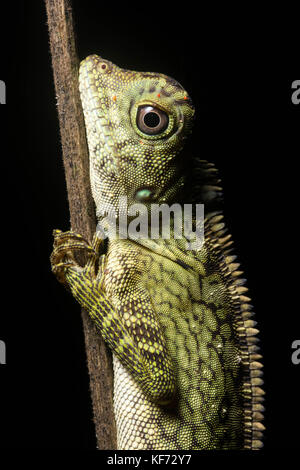 A borneo angle headed lizard an endmic species that is only found in Borneo. Stock Photo