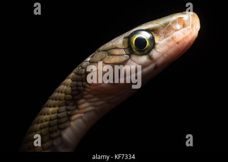 A portrait of a  Coelognathus flavolineatus from Borneo.  It is a type of rat snake. Stock Photo