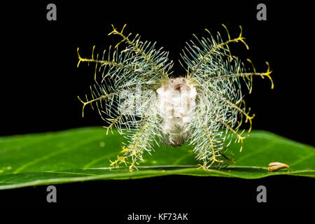 A bizarre exoskeleton left over from some sort of larval insect.  It looks almost alien. Stock Photo