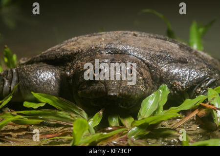 A Malayan softshell turtle is vulnerable to predators on land but in the water it can move with extreme agility and speed despite its odd appearance. Stock Photo