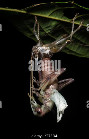 A katydid hanging from a leaf and shedding its exoskeleton and emerging as a new adult. Stock Photo