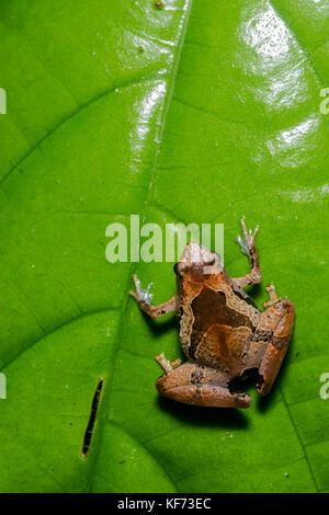 A small microhylid frog sits on a leaf in the Bornean jungle. Stock Photo