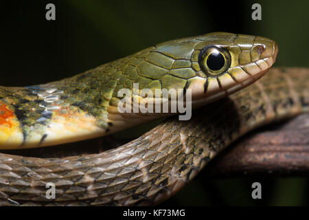 A triangle keelback (Xenochrophis piscator) from Borneo resting at night. Stock Photo