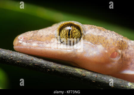 A portrait of a bent toed gecko (Cyrtodactylus species) from the jungle in Sabah, Malaysia. Stock Photo