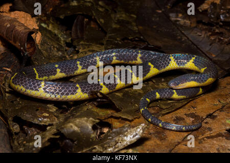 A reed snake (Calamaria schlegeli) from the jungle in Borneo.  A rarely seen species as it spends most of its time underground. Stock Photo