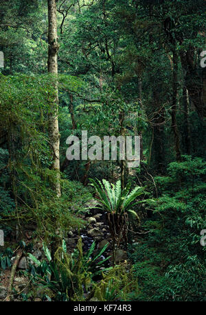 Bird’s nest ferns (Asplenium australasicum), growing in subtropical rainforest habitat. Lamington National Park, southern Queensland, Australia Stock Photo