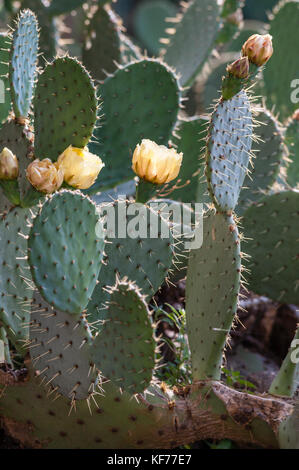 Italy. A prickly pear cactus (Opuntia, Indian fig) in flower
