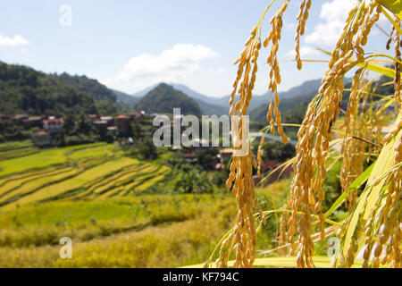 Rice growing in the area of the Hapao Rice Terraces,Banaue.Philippines Stock Photo