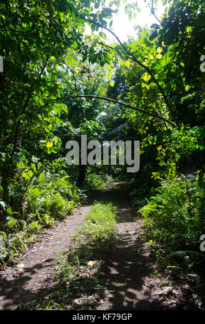 4 wheel drive track through forest, Lapeka, Niue, South Pacific, Oceania Stock Photo