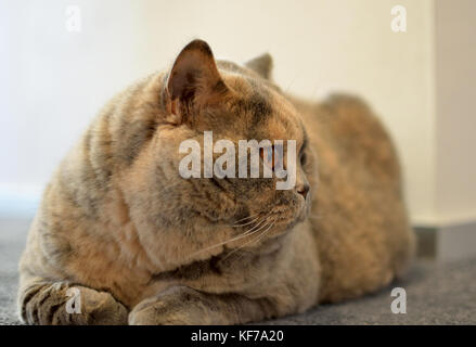 Still life with a detail of a young British cat with big copper eyes and short coat Stock Photo