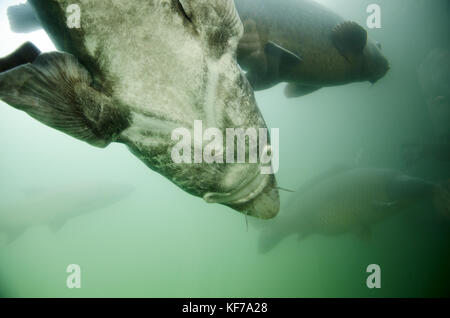 Detailed view of Sturgeon fish Huso Huso in water with sky background Stock Photo