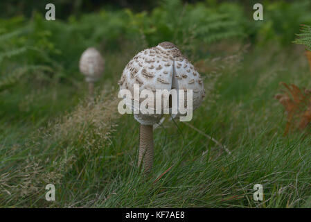 The Parasol Mushroom/Lepiota (Macrolepiota procera) England UK Stock Photo