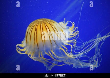 A free floating jellyfish at the Georgia Aquarium Stock Photo