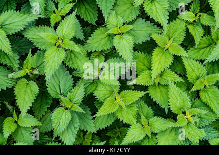 Backdrop of green nettle leaves Stock Photo