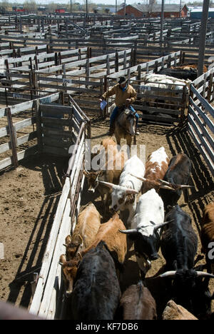 COWBOY ON HORSEBACK MOVING CATTLE THROUGH PENS AT AUCTION Stock Photo