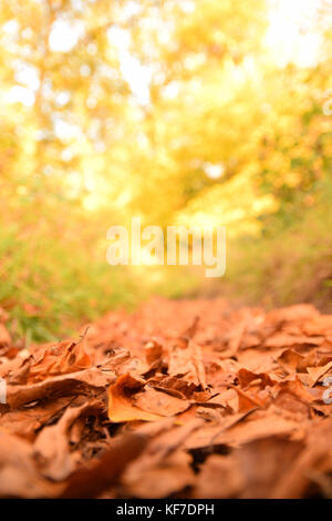 Bed of brown autumn leaves on the path through the woods at the golden hour Stock Photo