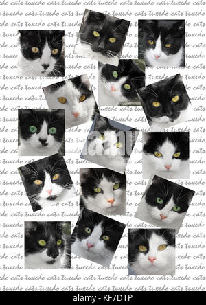 collage, 15 portraits, tuxedo cats Stock Photo