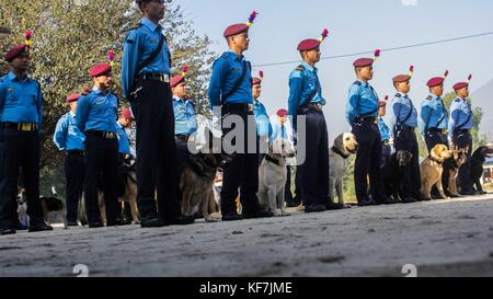 Noemie Repetto / Le Pictorium -  Tihar Festival in Nepal, Kathmandu. Worshipping of the dogs at the training police dogs school. -  19/10/2017  -  Nepal / Kathmandu  -  Tihar Festival in Nepal, Kathmandu. Worshipping of the dogs at the training police dogs school.   Best police dog award ceremony for the Nepalese police, as well as retirement ceremony. Since the festival of lights also took place, the police and citizens participated in the dog worshipping as tradition dictates. Stock Photo