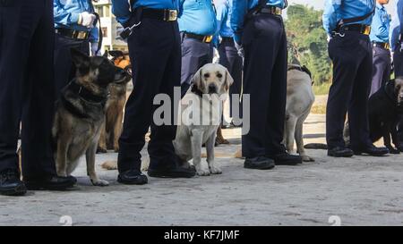 Noemie Repetto / Le Pictorium -  Tihar Festival in Nepal, Kathmandu. Worshipping of the dogs at the training police dogs school. -  19/10/2017  -  Nepal / Kathmandu  -  Tihar Festival in Nepal, Kathmandu. Worshipping of the dogs at the training police dogs school.   Best police dog award ceremony for the Nepalese police, as well as retirement ceremony. Since the festival of lights also took place, the police and citizens participated in the dog worshipping as tradition dictates. Stock Photo