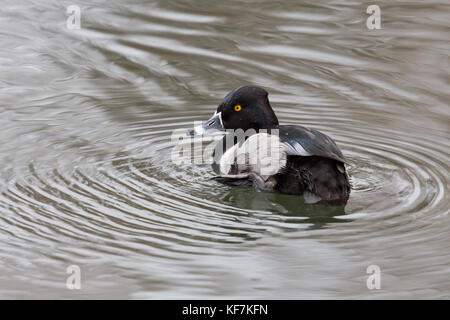 side view of natural male ring-billed ringneck duck (aythya collaris) swimming Stock Photo