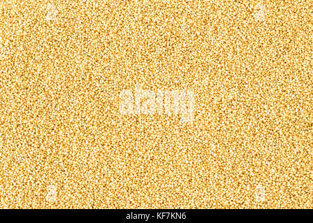 Foxtail millet filled in as background Stock Photo