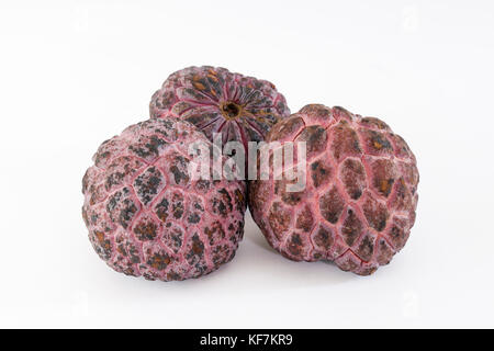 Red sugar apple 'Kampong mauve' (Annona squamosa) Stock Photo