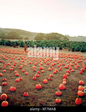 USA, California, Half Moon Bay, pumpkins in a field at Bob's Pumpkin Patch Stock Photo