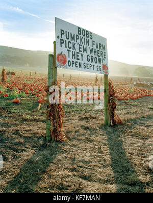 USA, California, Half Moon Bay, pumpkins in a field at Bob's Pumpkin Farm Stock Photo