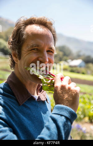 USA, California, Big Sur, Esalen, a man takes a bite of fresh Kale pulled from the ground at The Farm, the Esalen Institute Stock Photo