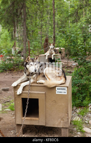 Sled dog kennel, Alaska Stock Photo - Alamy