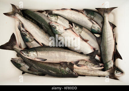 USA, Alaska, Sitka, Salmon are sorted by size after being unloaded from a fishing boat Stock Photo