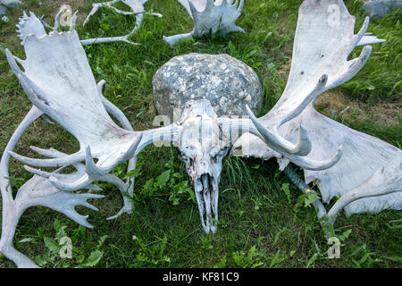 moose skeleton anatomy
