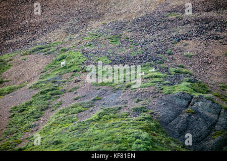 USA, Alaska, Denali, Denali National Park, different wildlife can be seen in the hills surrounding the road during the wildlife viewing drive tour thr Stock Photo