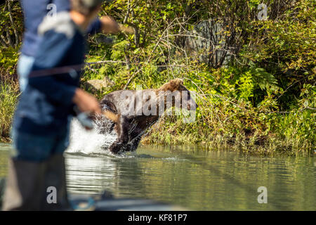 USA, Alaska, Redoubt Bay, Big River Lake, a brown grizzly bear catching fish in the waters near Wolverine Cove Stock Photo