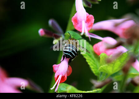 Blue banded bee (Amegilla cingulata) feeding on pink salvia flower Stock Photo