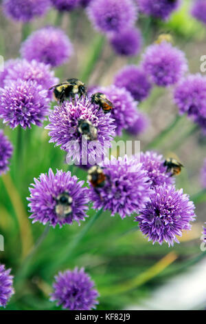 CANADA, Vancouver, British Columbia, bees pollinate flowers on Gambier Island, in the Howe Sound Stock Photo