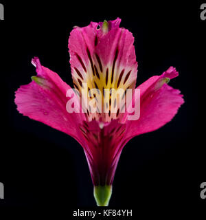 A macro shot of an alstroemeria flower isolated against a black background. Stock Photo