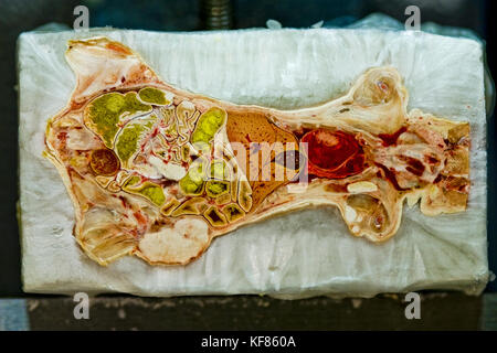 Mouse Cross Section Stock Photo