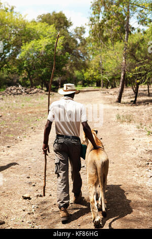 MAURITIUS, Flic en Flac, Lion tamer Marcelin Pierre-Louis walks with a lioness at Casela Nature and Leisure Park in western Mauritius Stock Photo