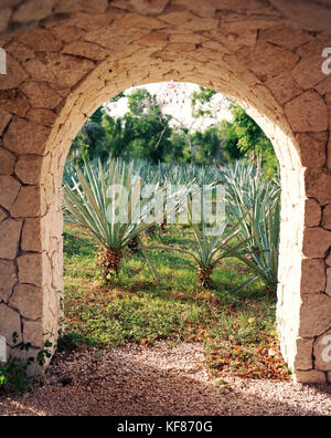 Blue Agave Plants Used To Make Tequila-like Drink Near Mazatlan, Mexico ...