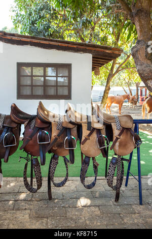 MEXICO, San Pancho, San Francisco, La Patrona Polo Club, saddles lined up in the stables Stock Photo