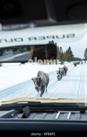 USA, Wyoming, Yellowstone National Park, frosty bison walk along the road near Indian Creek, Gardners Hole Stock Photo