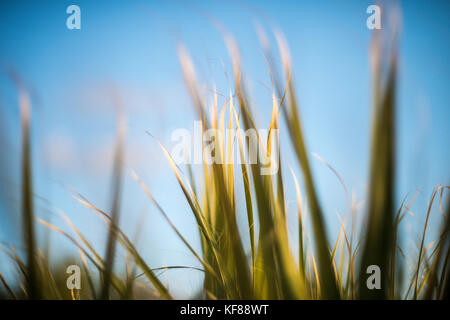 Palm tree leaves close-up with blue sky background Stock Photo