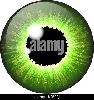 set of human eyeballs with green iris isolated on white background Stock  Photo - Alamy